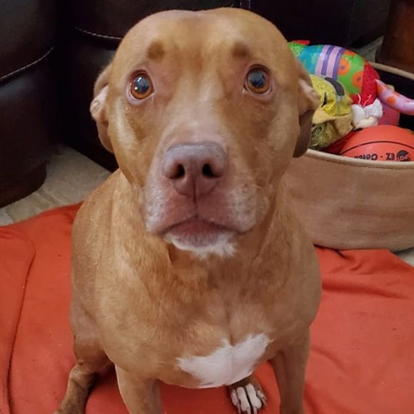 Meet your Posher, Jenny - Picture 2 of 3